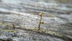 Cladonia botrytes