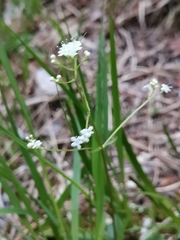 Valeriana saxatilis
