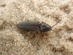 Elateridae