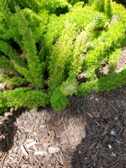 Asparagus densiflorus