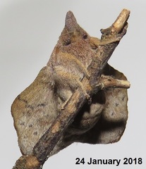 Leipoxais peraffinis