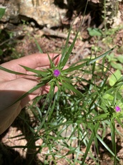 Liatris compacta