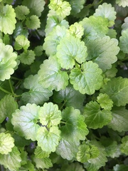 Glechoma hederacea