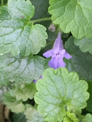 Glechoma hederacea