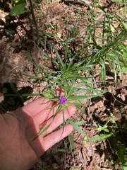 Liatris compacta