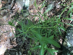 Liatris compacta