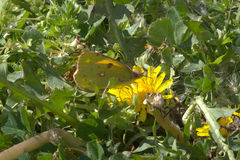 Colias croceus