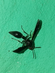 Brachymenes dyscherus