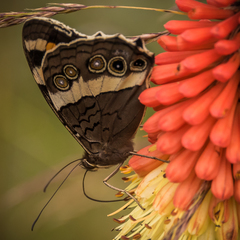 Aeropetes tulbaghia