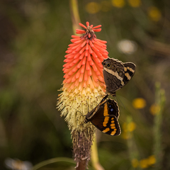 Aeropetes tulbaghia