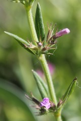 Clinopodium suaveolens