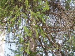 Larix decidua