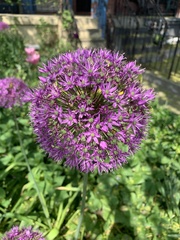 Allium aflatunense