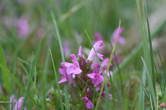 Pedicularis sylvatica