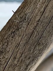 Philodromus cespitum