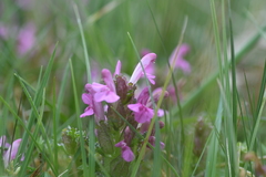 Pedicularis sylvatica