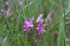Pedicularis sylvatica
