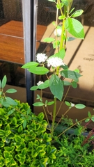 Cornus sericea
