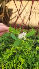 Cornus sericea