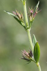 Clinopodium suaveolens