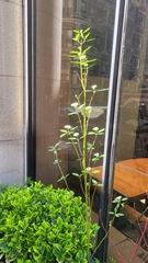 Cornus sericea