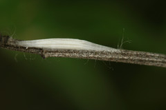 Bucculatrix ivella