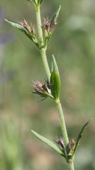 Clinopodium suaveolens