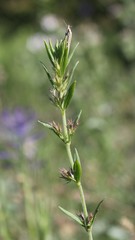 Clinopodium suaveolens