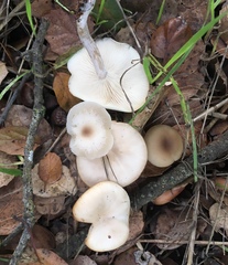 Clitocybe salmonilamella