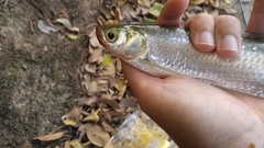 Hemiculter leucisculus