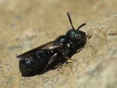 Ceratina chalcites