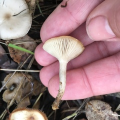 Clitocybe salmonilamella
