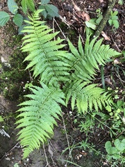 Dryopteris filix-mas