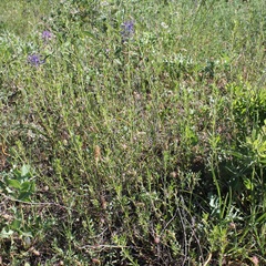 Clinopodium suaveolens