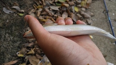 Hemiculter leucisculus