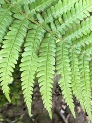 Dryopteris filix-mas