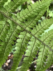 Dryopteris filix-mas