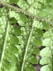 Dryopteris filix-mas