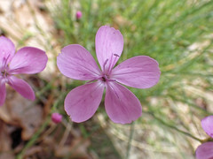 Dianthus pungens