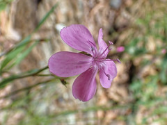 Dianthus pungens