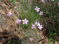 Dianthus pungens