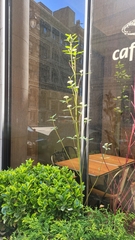 Cornus sericea