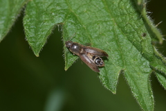 Agriotes sputator
