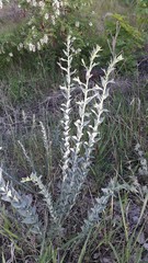 Linaria genistifolia