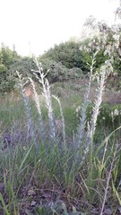 Linaria genistifolia