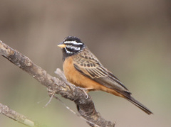 Emberiza tahapisi