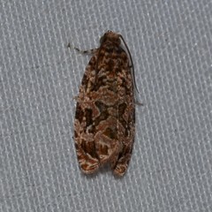 Phaecasiophora niveiguttana