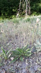 Plantago lanceolata