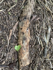 Coprinopsis clastophylla