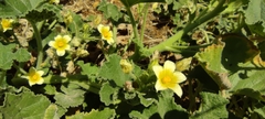 Ecballium elaterium